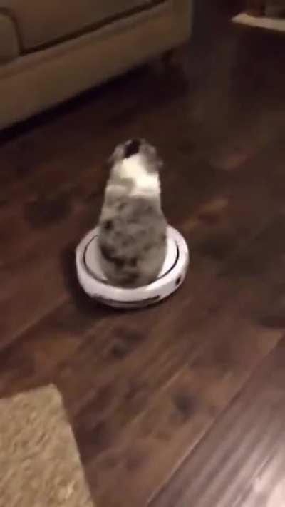 Onward, mighty steed