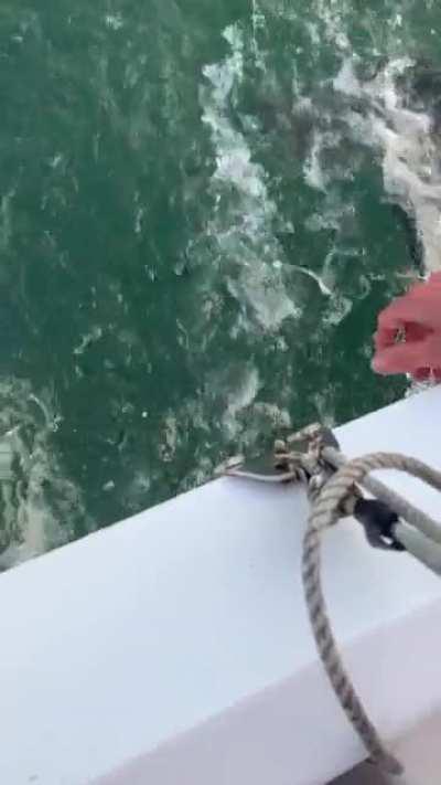 Other than nearly w**king off a dolphin, it was a standard day out sailing with the misses in Carlingford lough