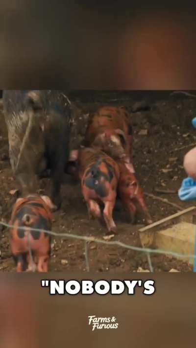 Tiny Richard Ham steals the spotlight 🐷😂