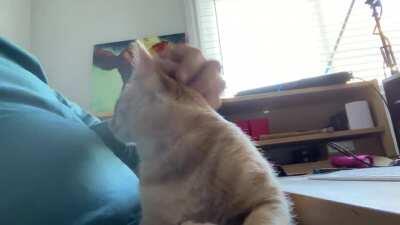 Pie being the adorably annoying office kitten that he is.