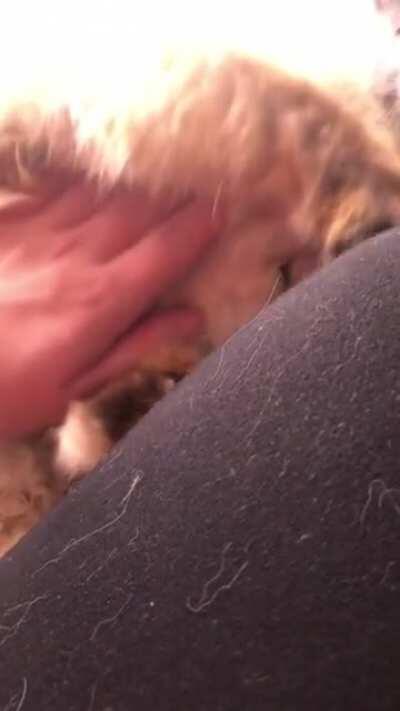 Hand for scale... Here’s my 9yo “Himalayan” aka an actual mix of Persian and Ragdoll. She is tiny. All her kids, runt included, are now bigger than her.