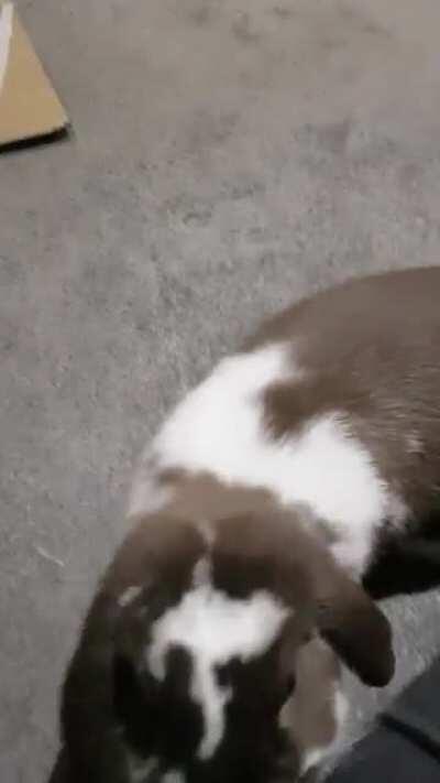 Cujo licking when called with clicking sound.