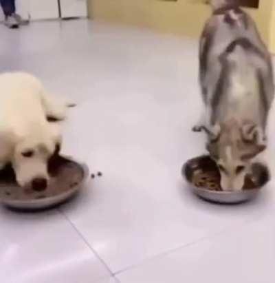 Half this sub when they see femboys