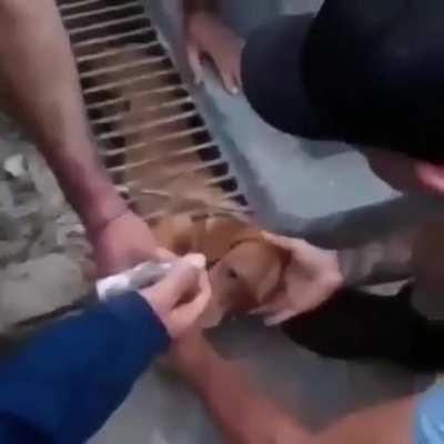 SuccSuccessful rescue of a street dog