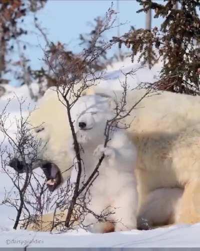 Mother and cub Polar Bears