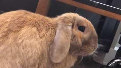 Anybody else’s bunny ticklish?