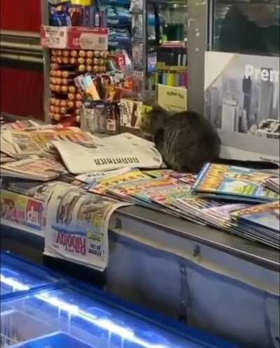 Kitty had to resort to muggings to keep up with her catnip addiction