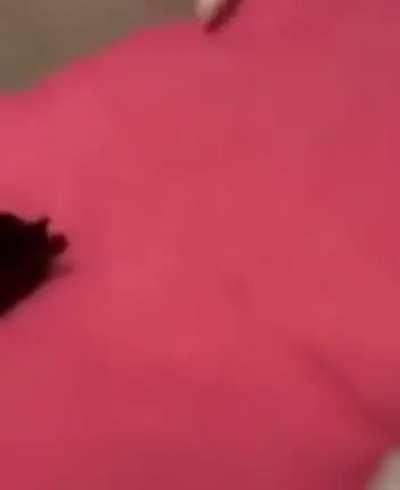 aplicaram a covardia no gatinho