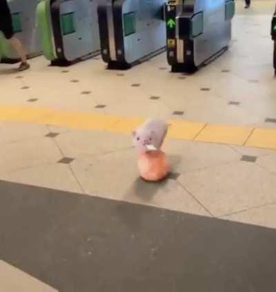 Here’s a rolling pig to help you have a great day