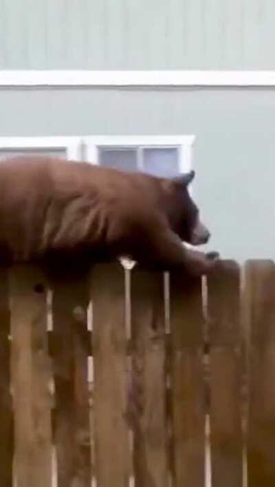 This is some weird looking cat.