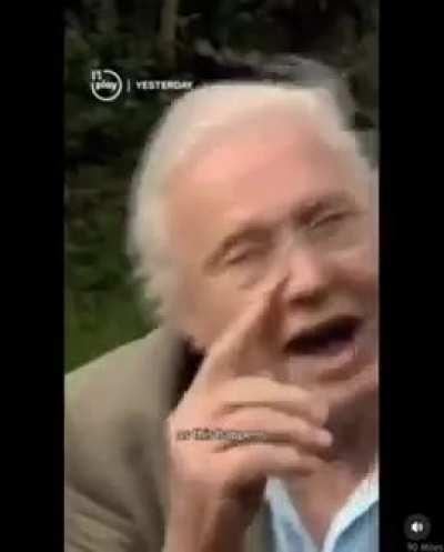 🔥David Attenborough explains the flowers and the bees.