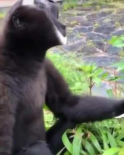 Orson cuando un conchatumadre lo agarra en full geis