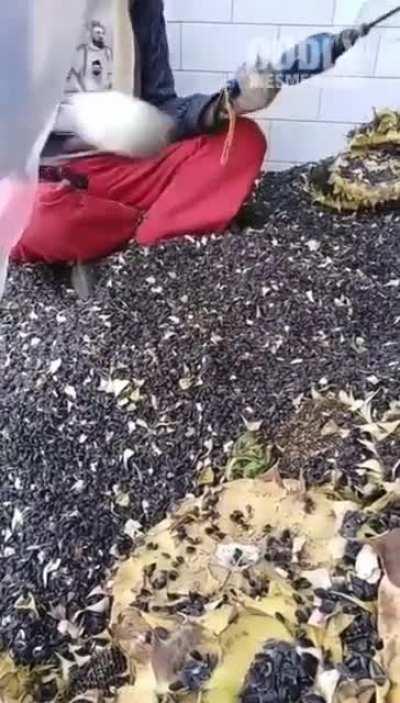 Never gave it a thought but this is interesting