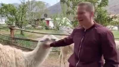 Petting a llama