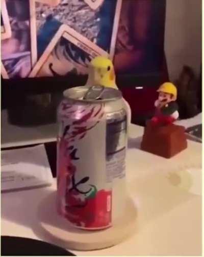 Birb plays peek a boo with its human 