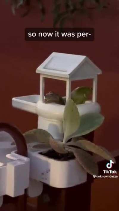 Guy makes insane house for a frog