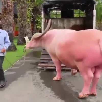 Halo mister poto poto dulu mister