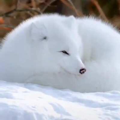Beautiful Arctic Fox