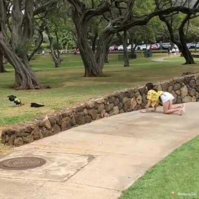 Trying to catch chickens in flip flops