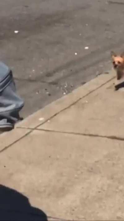 Nice dog butt you got there.