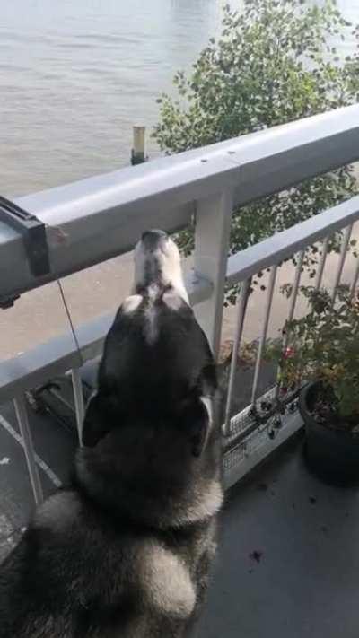 Call of the air sirenes that has to be answered. 📞😘