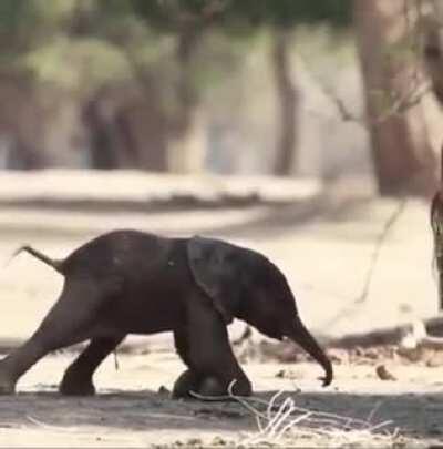 Baby elephant takes first steps 🐘