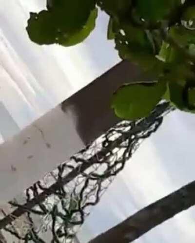 Happy New Year from Brazil!