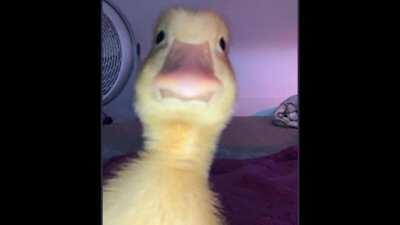 The duck do be viben to the beat