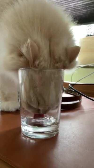 He has a full water bowl two feet away