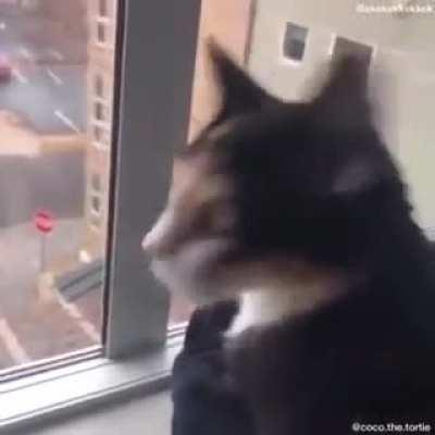 У кого есть коты, неужели только мой так не делает?