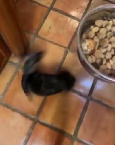 Does every dog have this happy food dance?