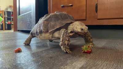 Skywalker is a cutie! I’ve never noticed him bobbing his head like that - maybe the strawberry was too chilled? Thoughts?
