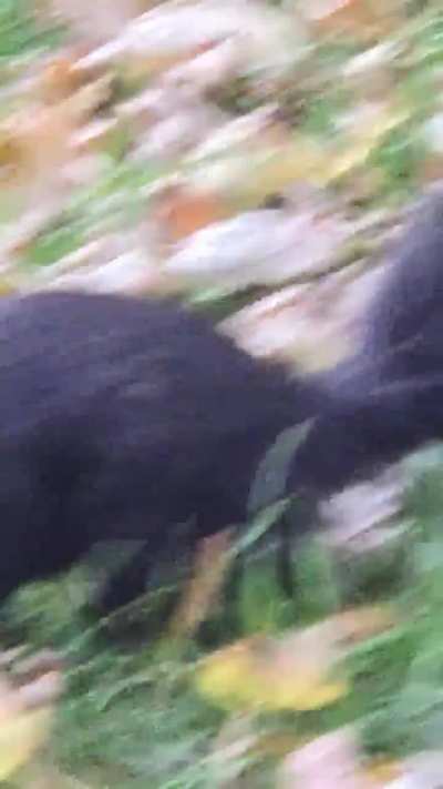 I love to feed these little creatures so cute with the tiny ears