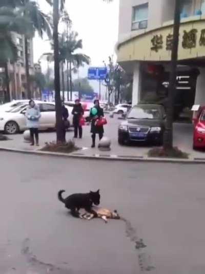 把冷漠的支畜说成是狗都是在侮辱狗