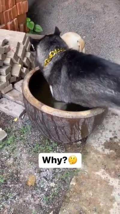 esse cachorro de novo KKKKKKKK