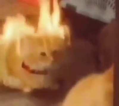 Billie Eilish &burn meme