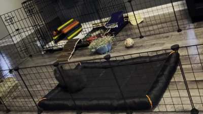 My first bunny Mosi!