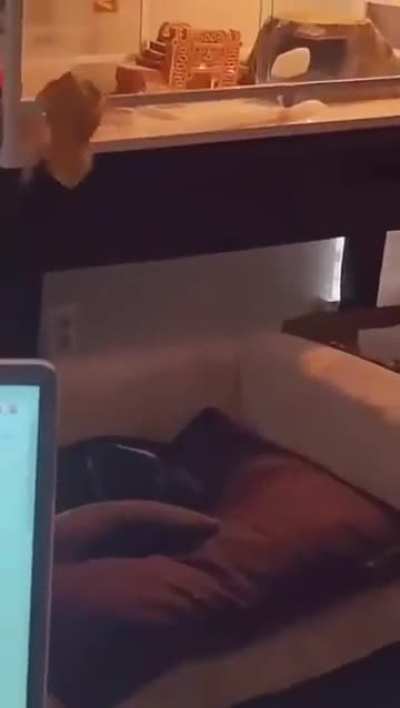 The closest you'll ever hear a dog say 