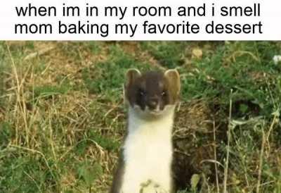 those chocolate chip cookies did really hit the spot