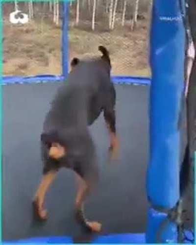 Trampolining dog.