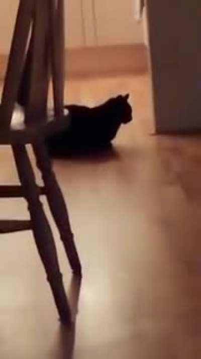 cursed_cat looking at me at 3 am