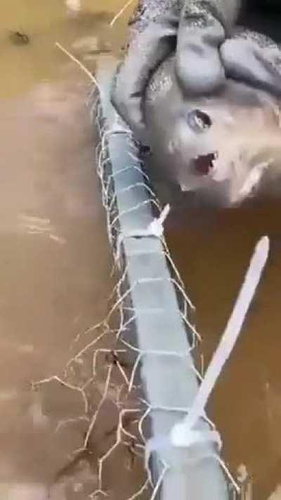 If life gives you pirañas