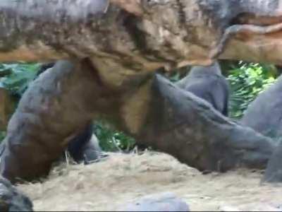 Silverback Gorilla Dad loves playing with his Daughter