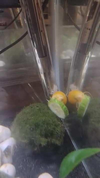 Yuegui surfing on a cucumber