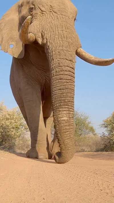 Elephants are such majestic creatures (NSFW)