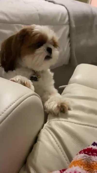 Dog affected by Daylight savings time :(