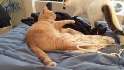 I think they're playing? IDK