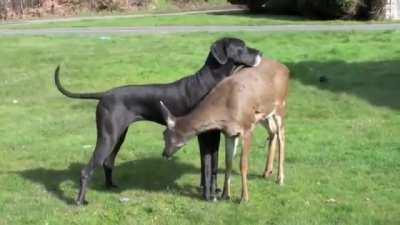 Dog and deer are best friends