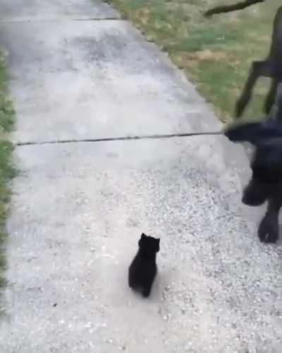 DOG: MY BRAIN CAN’T COMPREHEND