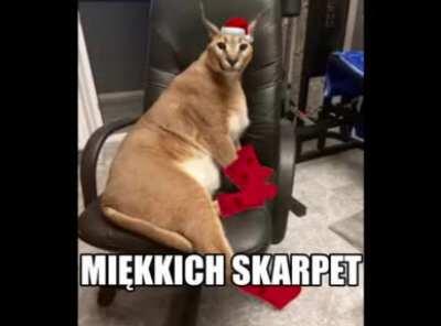 Big Floppa wishes you a merry Christmas! 🎄(in Polish)